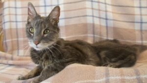 cat with hyperthyroidism