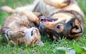 what to look for in a new veterinary practice