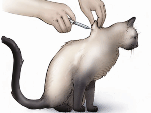 cat getting insulin