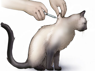 Diabetes Mellitus in Cats and Dogs
