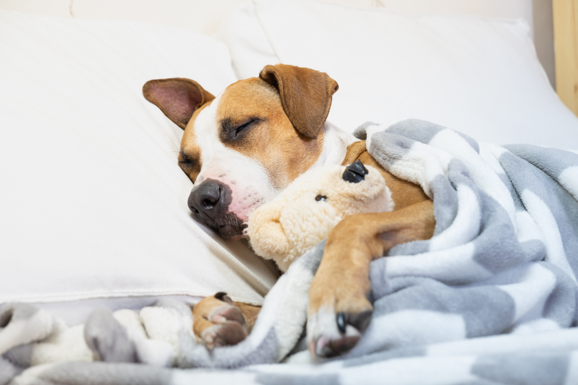 relaxed dog cuddled under blankets, holding a stuffed animal between its paws.